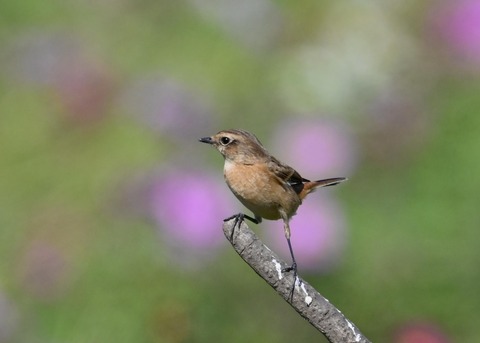 ノビタキ♀1704