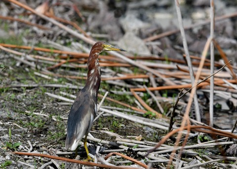 アカガシラサギ1054