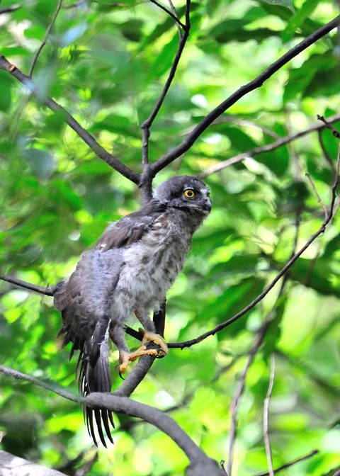 アオバズクのヒナ7360