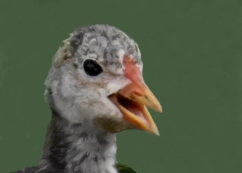 オオバンのヒナ4002