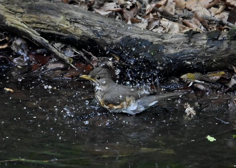 クロツグミ♀4375