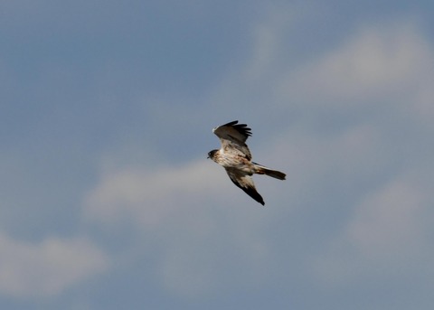 チュウヒ大陸型6367