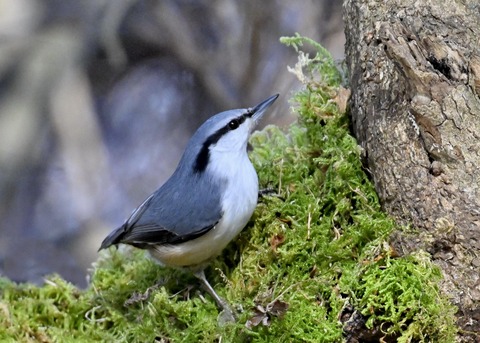 ゴジュウカラ4521