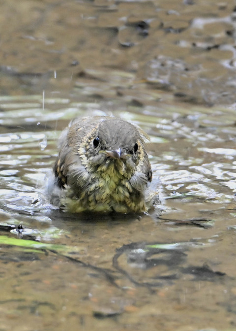 オオルリ♀幼鳥1049