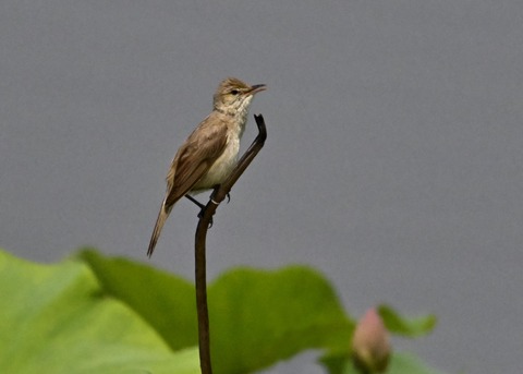 オオヨシキリ1978