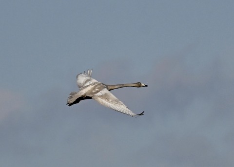 オオハクチョウ幼鳥3714