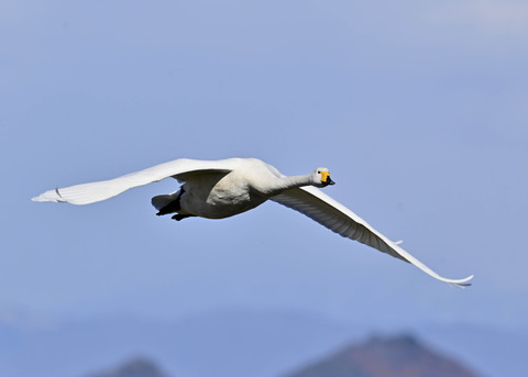 オオハクチョウ0901