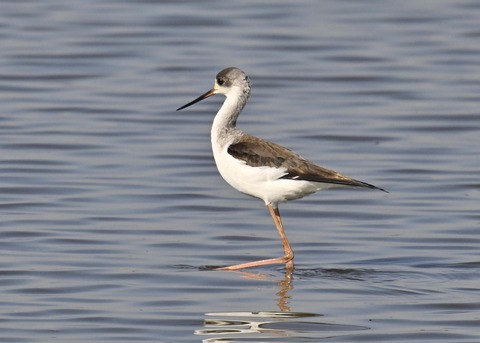 セイタカシギ幼鳥2876