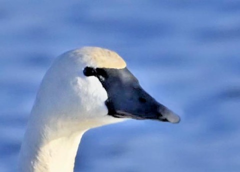 アメリカコハクチョウ8001(8998)