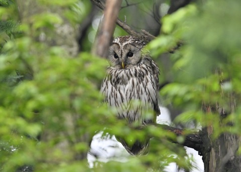 フクロウ♀3193