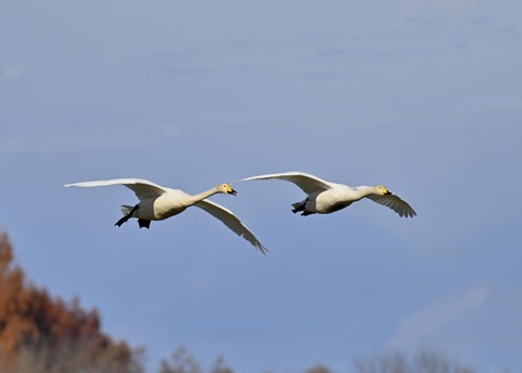 オオハクチョウ2172