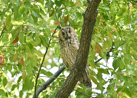 トラフズク♂6884