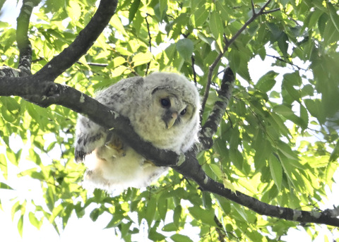 フクロウのヒナ6341