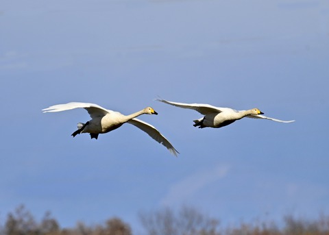 オオハクチョウ2173