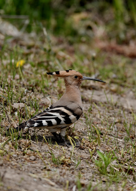 ヤツガシラ4002-01