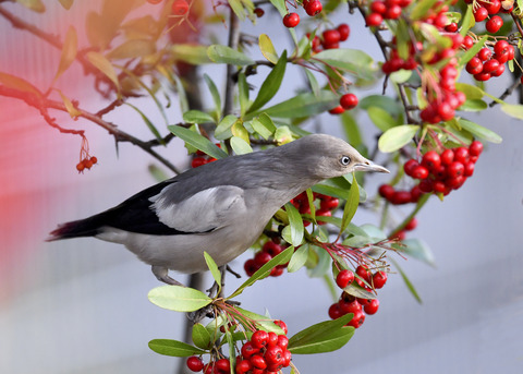 カラムクドリ1285