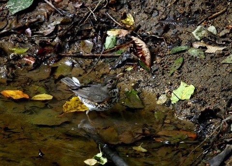 クロツグミ♀7608