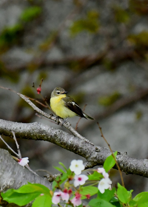 マミジロキビタキ♀6839