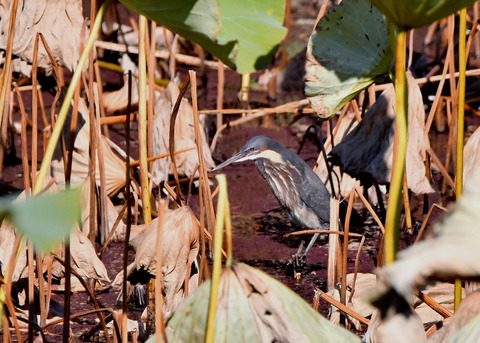 タカサゴクロサギ8965
