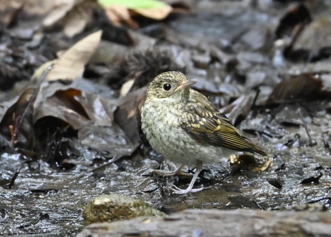 キビタキ幼鳥2781