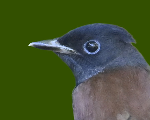 サンコウチョウ7000