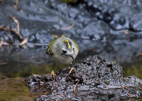 キクイタダキ♀1030