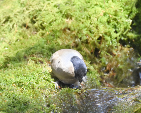 ウソ♀2343
