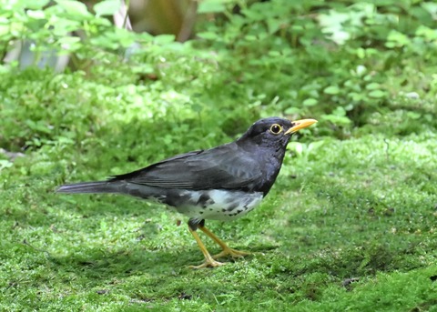 クロツグミ♂3845