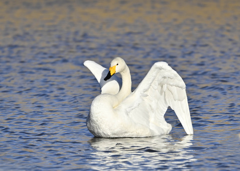 オオハクチョウ7649