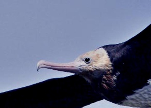 オオグンカンドリ0407