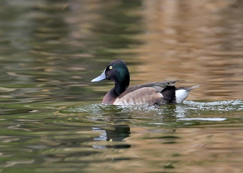 アカハジロ♂8731
