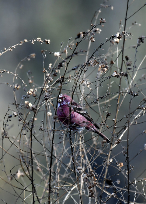 オオマシコ♂8961