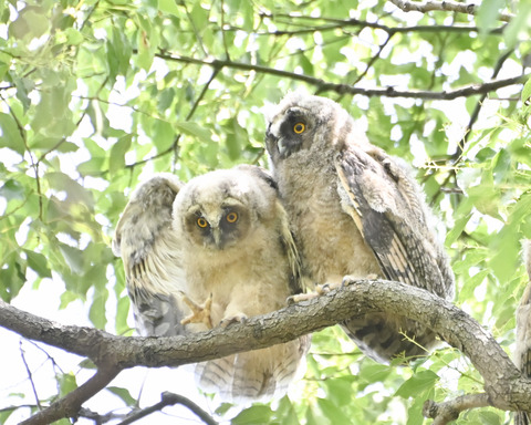 トラフズクの雛②4383