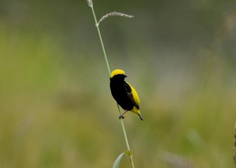 オウゴンチョウ♂2138