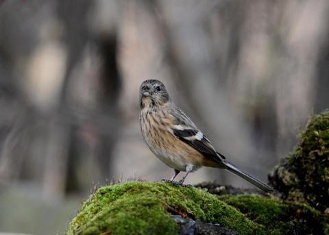 ベニマシコ♀0062