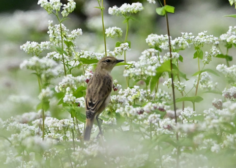 ノビタキ♀7012