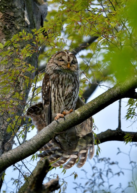 フクロウ♀2457