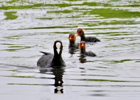 オオバン親子8654