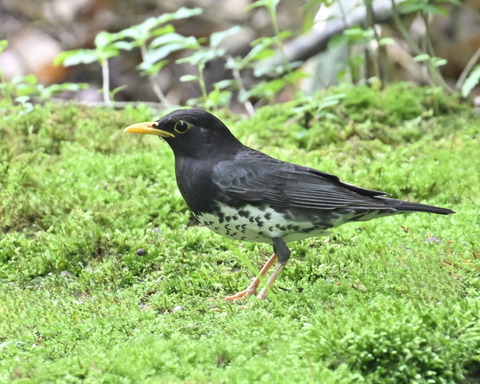 クロツグミ♂5893
