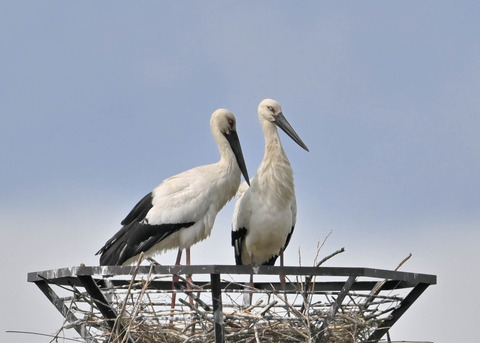 コウノトリ♂♀3570