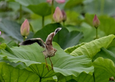 ヨシゴイ♀1210