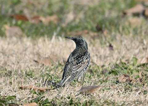 ホシムクドリ5768