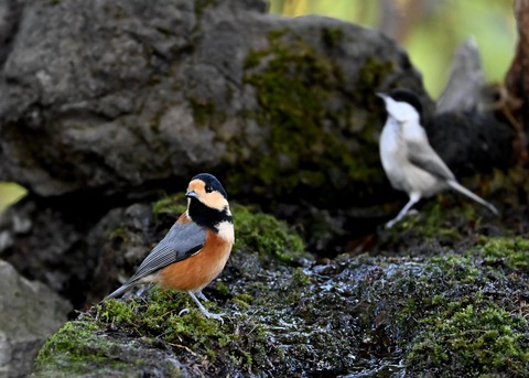 コガラ&ヤマガラ0609