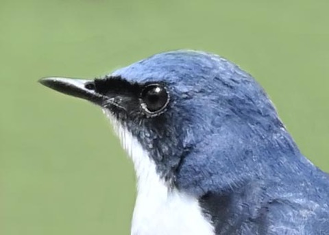 コルリ♂9001(9614)