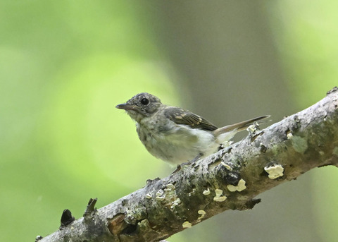 キビタキ幼鳥3598