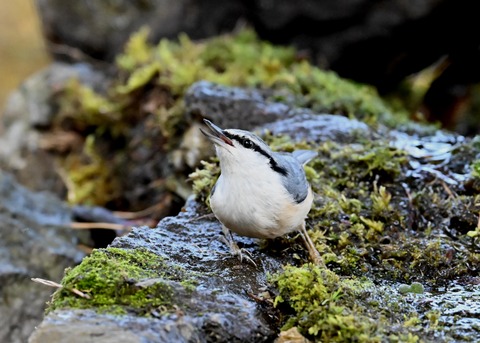 ゴジュウカラ9256
