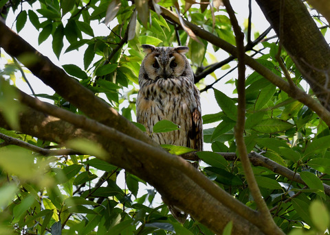 トラフズク♂2373