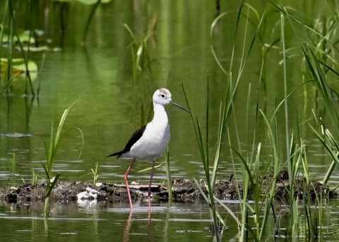 セイタカシギ8924