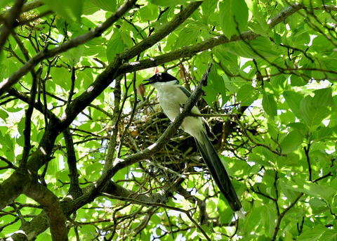 オナガの営巣5532