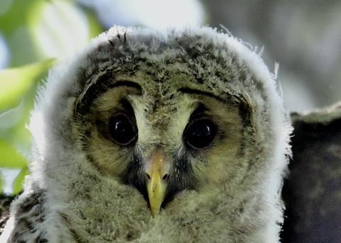 フクロウのヒナ②5669